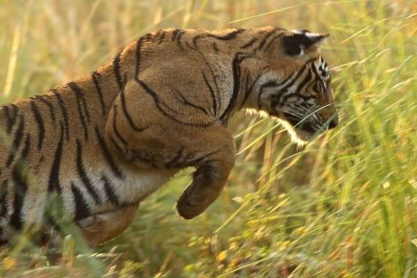 Royal Bengal Tiger hunting; Ranthambhor National Park, India