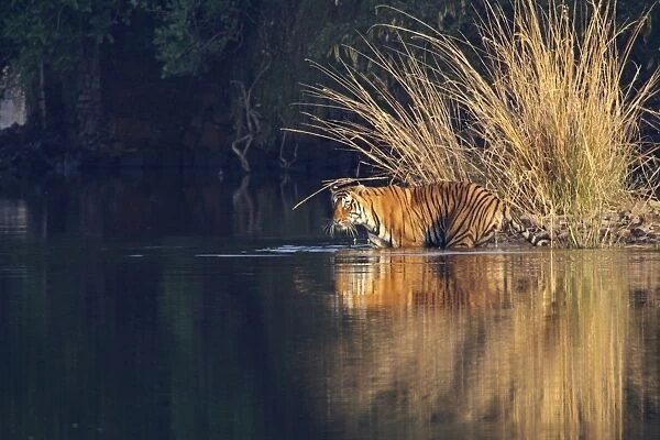 Royal Bengal Tiger in the Lake Rajbagh, Ranthambhor National Park, India