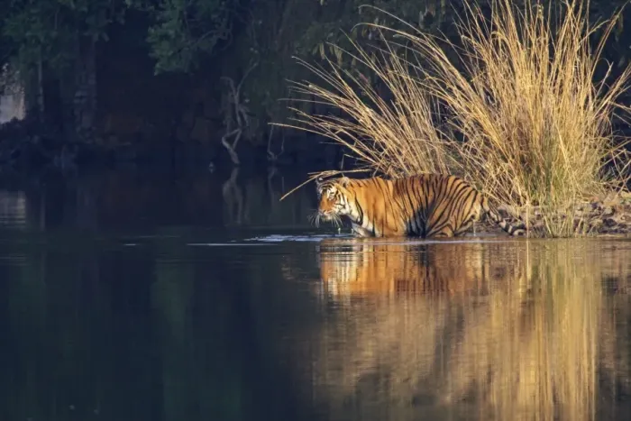 Framed Print : Royal Bengal Tiger in the Lake Rajbagh, Ranthambhor National Park, India Framed Print : Royal Bengal Tiger in the Lake Rajbagh, Ranthambhor National Park, India
