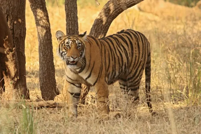 Framed Print : Royal Bengal Tiger on look out for a kill, Ranthambhor National Park, India Framed Print : Royal Bengal Tiger on look out for a kill, Ranthambhor National Park, India