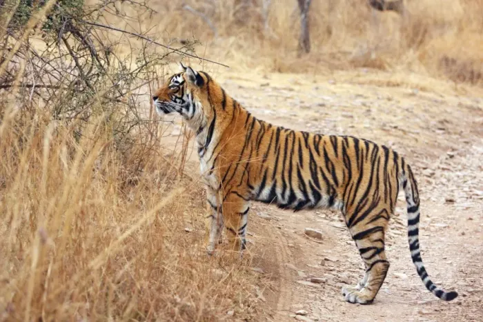 Framed Print : Royal Bengal Tiger on lookout for kill, Ranthambhor National Park, India