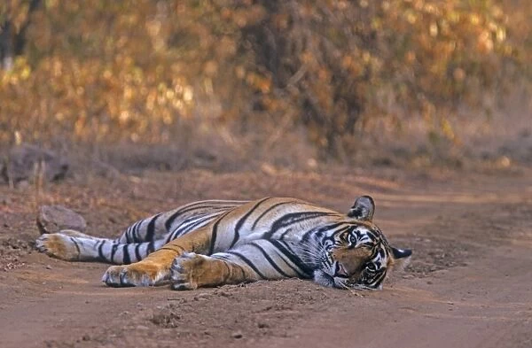 Royal Bengal Tiger Lying down on dust track. relaxed but watchful, Ranthambhor National Park, India