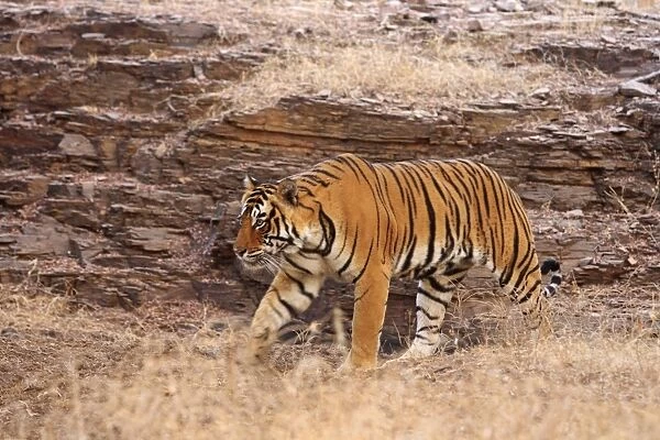 Royal Bengal Tiger on the move, Ranthambhor National Park, India