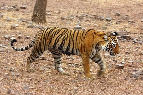 Royal Bengal Tiger on the move, Ranthambhor National Park, India