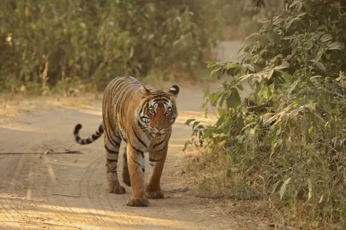 Framed Print : Royal Bengal Tiger on the move, Ranthambhor National Park, India Framed Print : Royal Bengal Tiger on the move, Ranthambhor National Park, India