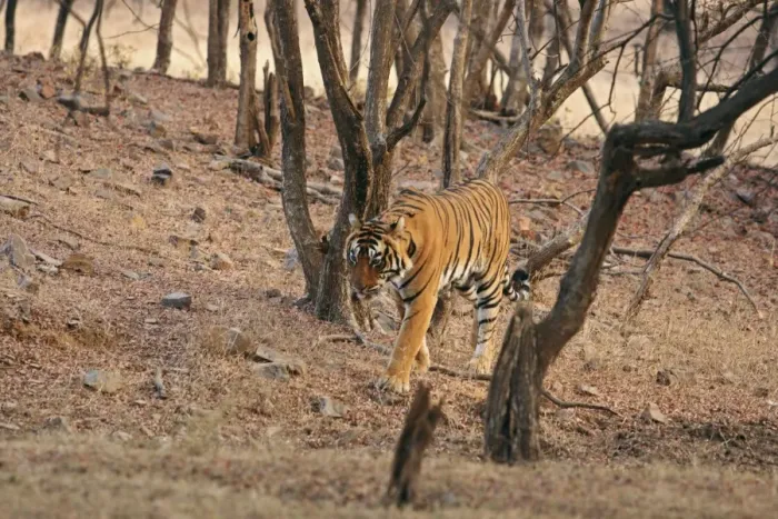 Framed Print : Royal Bengal Tiger on the move, Ranthambhor National Park, India Framed Print : Royal Bengal Tiger on the move, Ranthambhor National Park, India