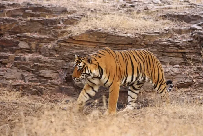 Framed Print : Royal Bengal Tiger on the move, Ranthambhor National Park, India Framed Print : Royal Bengal Tiger on the move, Ranthambhor National Park, India