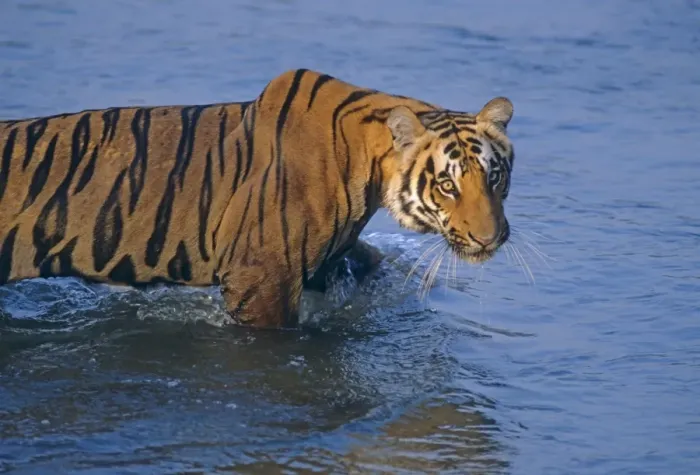 Framed Print : Royal Bengal Tiger moving in the river Ramganga, Corbett National Park, India Framed Print : Royal Bengal Tiger moving in the river Ramganga, Corbett National Park, India