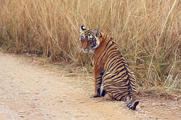 Royal Bengal Tiger outside grassland, Ranthambhor National Park, India
