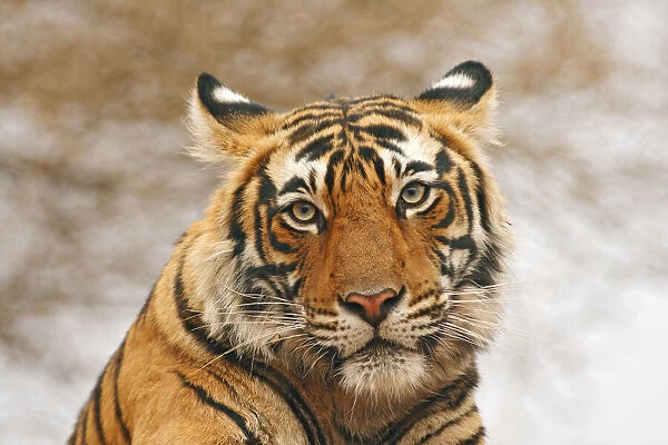 Royal Bengal Tiger a portrait, Ranthambhor National Park (Photos  Puzzles,...) #25404905