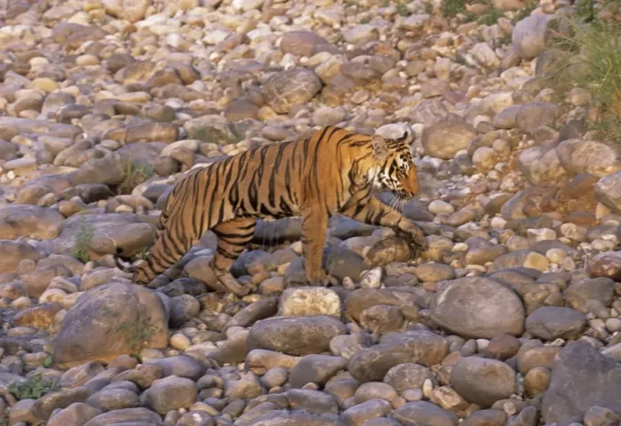 Framed Print : Royal Bengal Tiger on the Ramganga riverbed, Corbett National Park, India Framed Print : Royal Bengal Tiger on the Ramganga riverbed, Corbett National Park, India