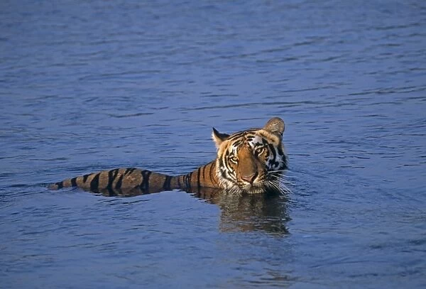 Royal Bengal Tiger in the river Ramganga, Corbett National Park, India
