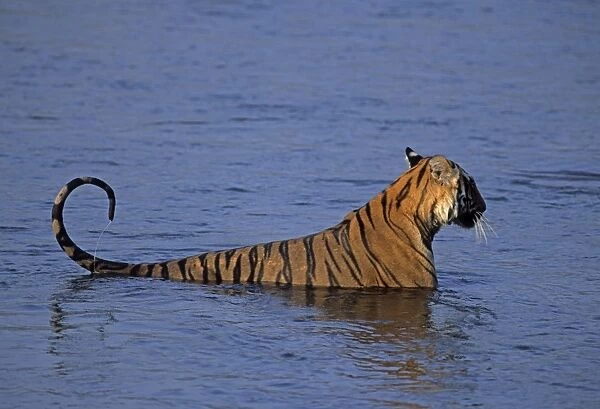 Royal Bengal Tiger in the river Ramganga, Corbett National Park, India