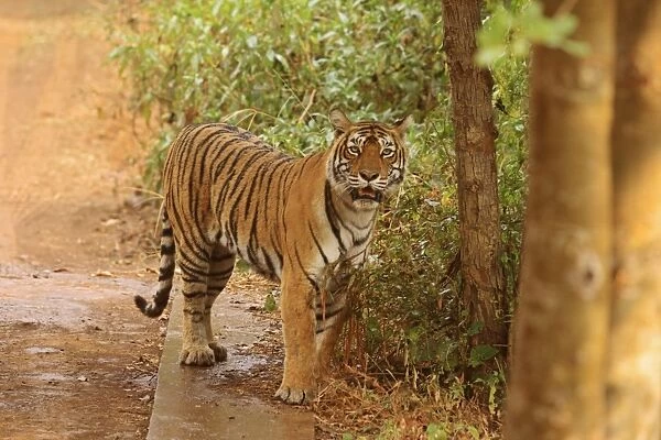 Royal Bengal Tiger under the shade, Ranthambhor National Park, India