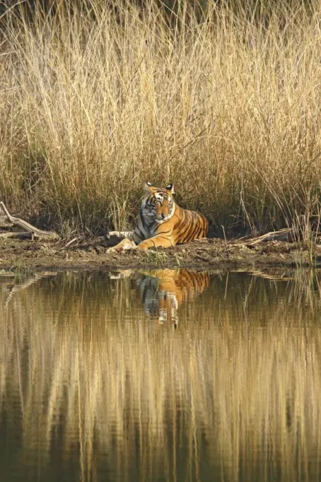 Framed Print : Royal Bengal Tiger sitting at the lake front, Ranthambhor National Park, India Framed Print : Royal Bengal Tiger sitting at the lake front, Ranthambhor National Park, India