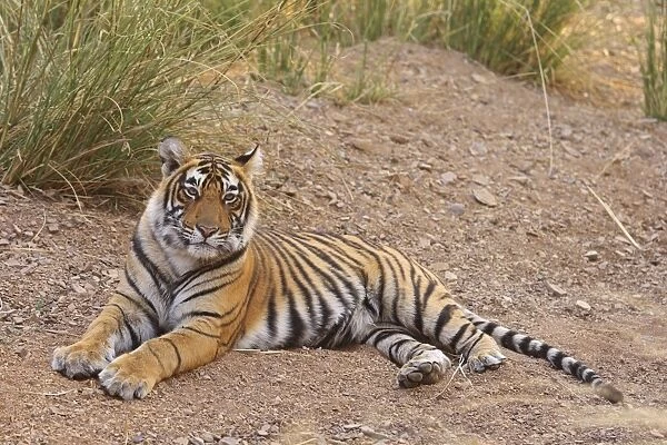 Royal Bengal Tiger sitting outside grasland, Ranthambhor National Park, India