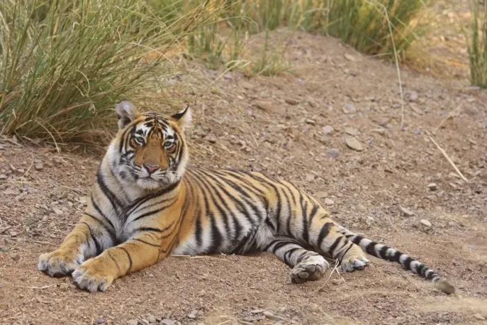 Framed Print : Royal Bengal Tiger sitting outside grasland, Ranthambhor National Park, India Framed Print : Royal Bengal Tiger sitting outside grasland, Ranthambhor National Park, India