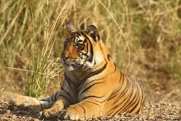 Royal Bengal Tiger sitting outside grassland, Ranthambhor National Park, India