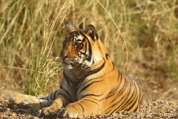 Framed Print : Royal Bengal Tiger sitting outside grassland, Ranthambhor National Park, India Framed Print : Royal Bengal Tiger sitting outside grassland, Ranthambhor National Park, India