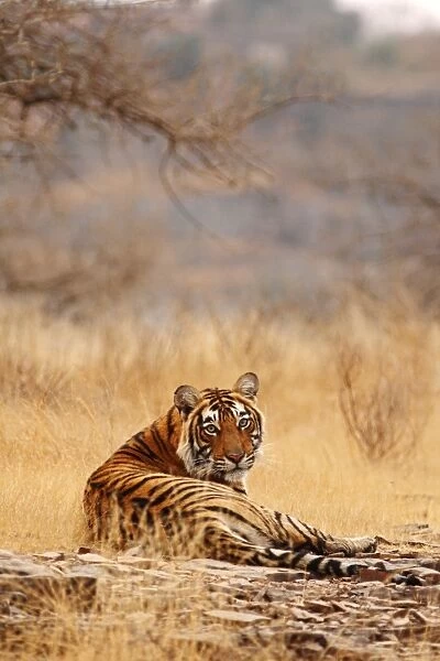 Royal Bengal Tiger sitting on the rock, Ranthambhor National Park, India