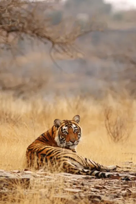 Framed Print : Royal Bengal Tiger sitting on the rock, Ranthambhor National Park, India Framed Print : Royal Bengal Tiger sitting on the rock, Ranthambhor National Park, India