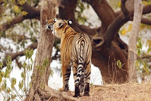 Royal Bengal Tiger - smelling  /  sniffing tree Ranthambhor National Park, India