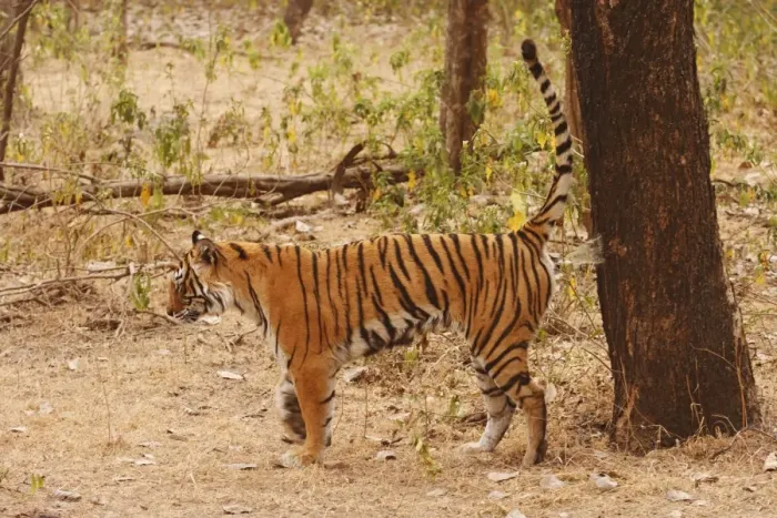 Framed Print : Royal Bengal Tiger spray-marking the territory, Ranthambhor National Park, India Framed Print : Royal Bengal Tiger spray-marking the territory, Ranthambhor National Park, India