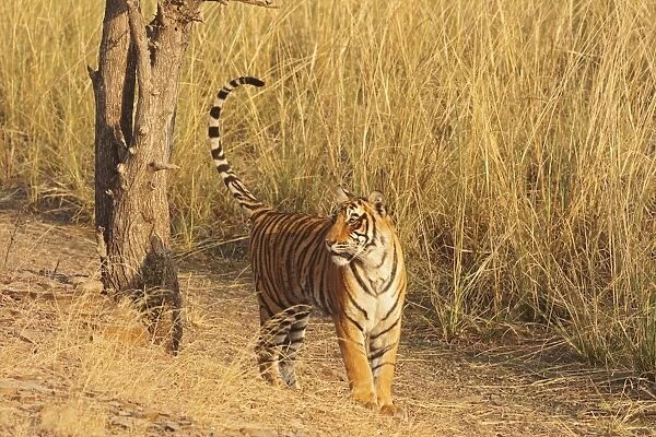 Royal Bengal Tiger after spray-marking the tree, Ranthambhor National Park, India