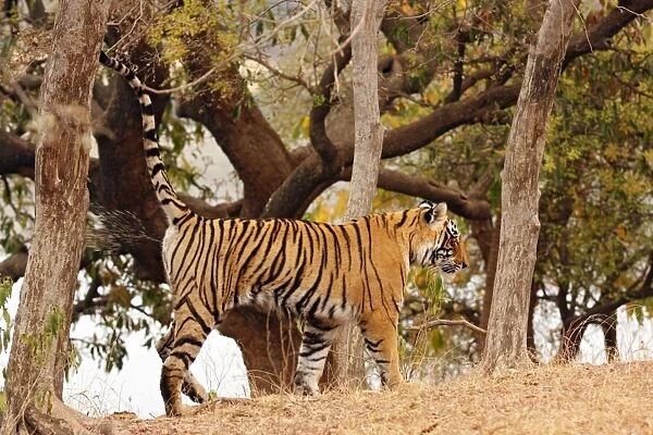 Royal Bengal Tiger - spray-marking tree Ranthambhor National Park, India