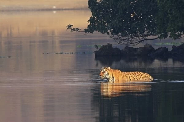Royal Bengal Tiger swiming in the lake Rajbagh, Ranthambhor National Park, India
