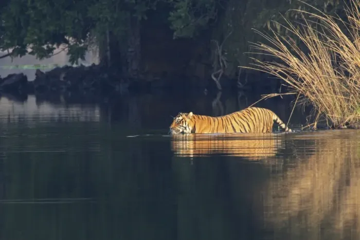 Framed Print : Royal Bengal Tiger swiming in the lake Rajbagh, Ranthambhor National Park, India Framed Print : Royal Bengal Tiger swiming in the lake Rajbagh, Ranthambhor National Park, India