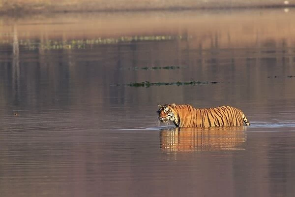Royal Bengal Tiger swiming in the Lake Rajbagh, Ranthambhor National Park, India