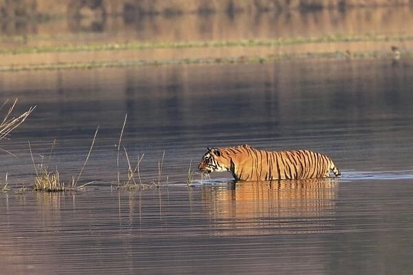 Royal Bengal Tiger swiming in the water, Ranthambhor National Park, India