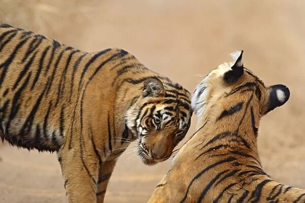 Royal Bengal Tiger touching heads, Ranthambhor National Park, India