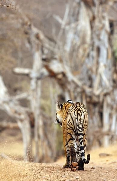 Royal Bengal Tiger walking around it's territory, Ranthambhor National Park, India