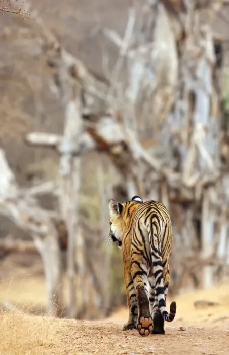 Framed Print : Royal Bengal Tiger walking around it's territory, Ranthambhor National Park, India Framed Print : Royal Bengal Tiger walking around it's territory, Ranthambhor National Park, India