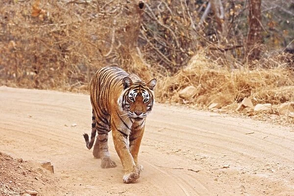 Royal Bengal Tiger walking on the jungle track, Ranthambhor National Park, India