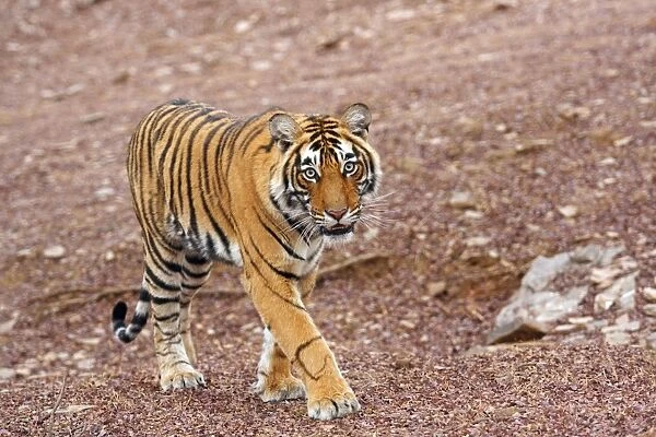 Royal Bengal Tiger - walking Ranthambhor National Park, India