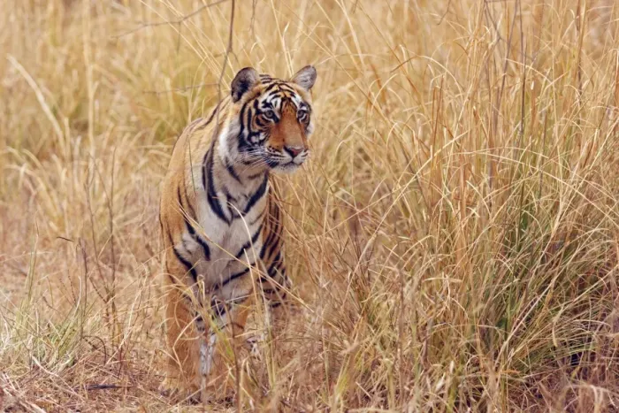 Framed Print : Royal Bengal Tiger watching from the grassland, Ranthambhor National Park, India Framed Print : Royal Bengal Tiger watching from the grassland, Ranthambhor National Park, India