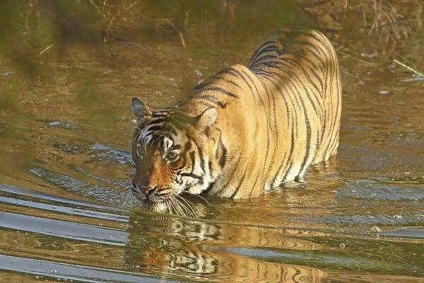 Royal Bengal Tiger in water, Ranthambhor National Park, India