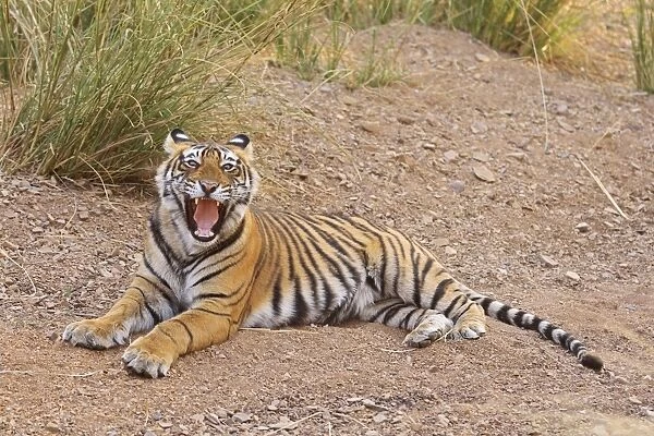 Royal Bengal Tiger yawning, Ranthambhor National Park, India