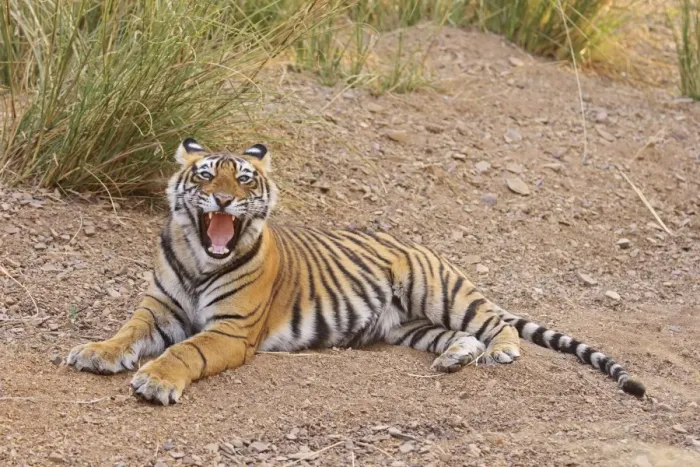 Framed Print : Royal Bengal Tiger yawning, Ranthambhor National Park, India Framed Print : Royal Bengal Tiger yawning, Ranthambhor National Park, India