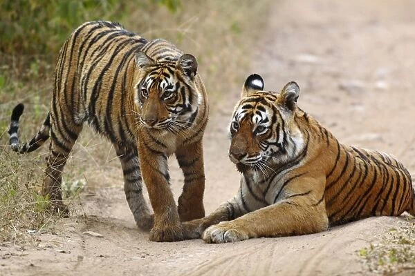 Royal Bengal Tiger and young, Ranthambhor National Park, India