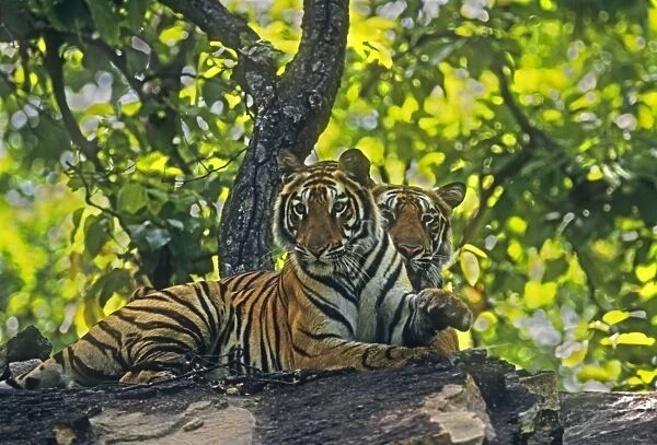Royal Bengal Tigers (brothers) on the hill-top, Bandhavgarh National Park, India
