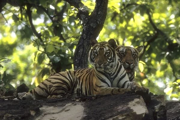 Royal Bengal Tigers - Two brothers lying down together Bandhavgarh National Park, India