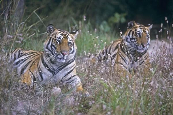 Royal Bengal Tigers lying down with wild flowers, Bandhavgarh National Park, India