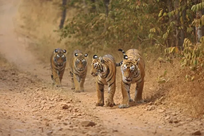 Framed Print : Royal Bengal Tigers on the move, Ranthambhor National Park, India Framed Print : Royal Bengal Tigers on the move, Ranthambhor National Park, India