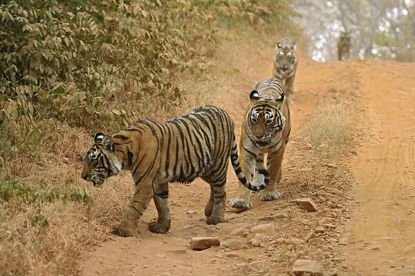 Royal Bengal Tigers moving along the path Ranthambhor National Park, India