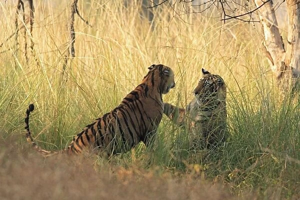 Royal Bengal Tigers play-fighting, Ranthambhor National Park, India