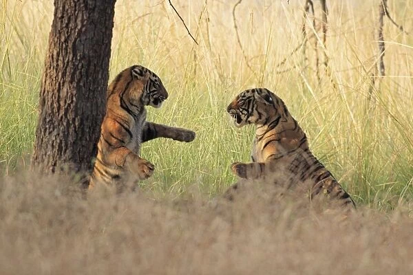 Royal Bengal Tigers play-fighting, Ranthambhor National Park, India